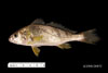 Micropogonias undulatus, Atlantic croaker, from SEAMAP collections